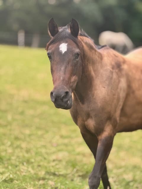 Charlotte Equestrian Market & Lifestyle Focus